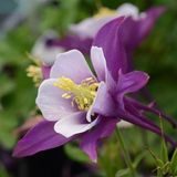 Аквілегія Earlybird Purple White pro-akvearpurwhi-100 фото