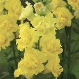 Ротики садові Legend Double F1 Yellow LegendDoubleyellow-10 фото