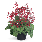 Гейхера Ruby Bells pro-Ruby Bells-1000 фото