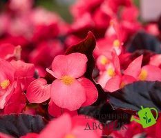 Бегонія BIG DeluXXe F1 Rose Espresso New2027 pro-BIGDeluXXeRoseEspresso-500 фото