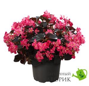 Бегонія BIG DeluXXe F1 Rose Espresso New2027 pro-BIGDeluXXeRoseEspresso-500 фото