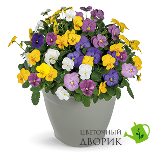 Віола рогатая Admire F1 Clear Mix pro-viorogadmf1clemix-1000 фото
