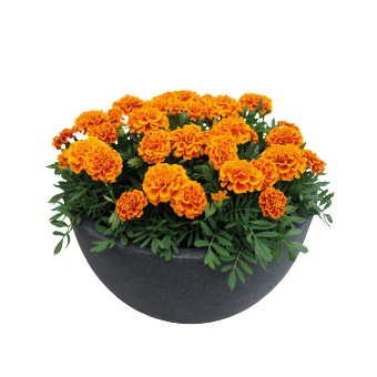 Тагетес Super Hero Orange Bee pro-tagsupherorabee-1000 фото
