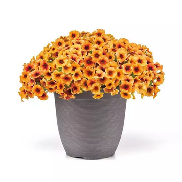 Петунія Petchoa Caliburst Nectarine New2027 PetchoaCaliburstNectarine-5 фото