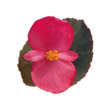 Бегонiя Big F1 Deep Rose Bronze Leaf BigDRBL фото
