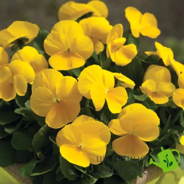 Виола рогатая Penny F1 Clear Yellow pro-viorogpenf1cleyel-1000 фото