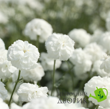 Деревій Marshmallow pro-Marshmallow-1000 фото
