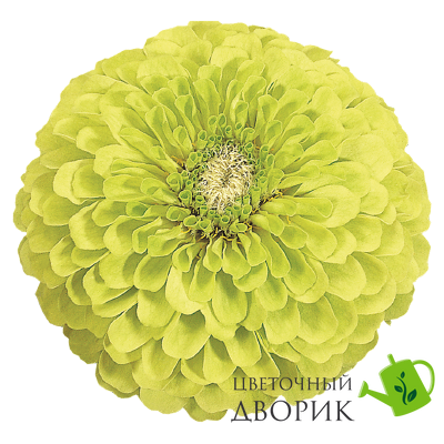 Цинния Benary's Gian Lime Benary'sGianLime фото