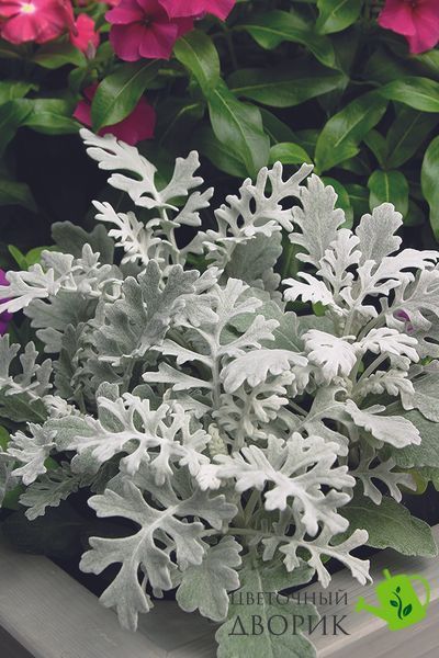 Цинерарія Quicksilver pro-Quicksilver-10000seed фото