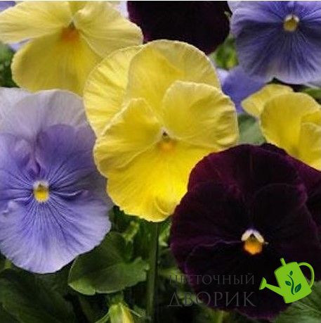 Виола Spring Matrix F1 Tricolor Mix pro-SpringMatrixTriMix-1000 фото