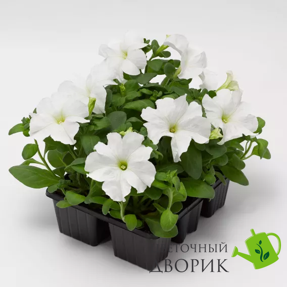 Петунія Tritunia F1 Fresh White TrituniaFreshWhite фото