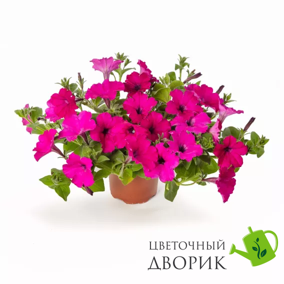 Петунія FlashForward F1 Purple pro-petflaf1pur-1000 фото