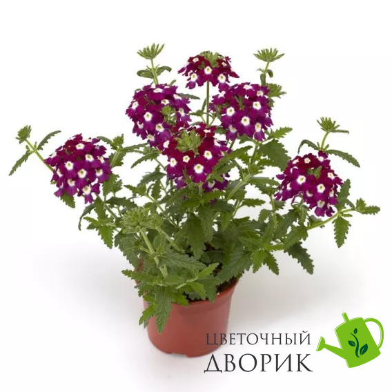Вербена Obsession Cascade Burgundy with Eye ObsessionCascadeBurgEye фото