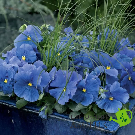 Виола Delta Pro Clear True Blue pro-DeltaproclTrueB-1000 фото