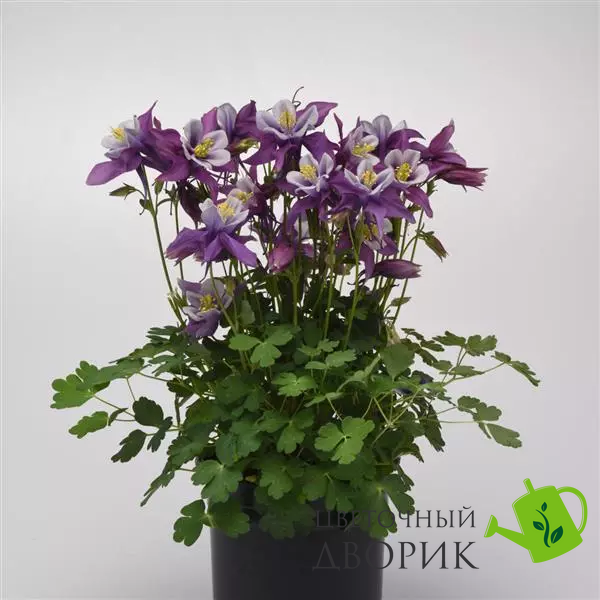 Аквилегия Earlybird Purple White pro-akvearpurwhi-100 фото