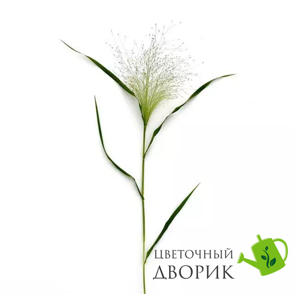 Трава Panicum capillare Frosted Explosion pro-trapancapfroexp-100 фото