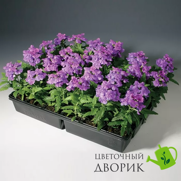 Вербена Obsession Lilac pro-ObsessionL-1000 фото