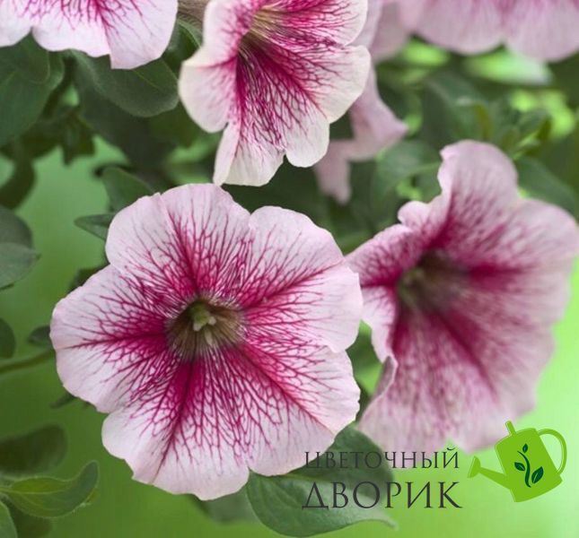 Петуния Opera Supreme F1 Raspberry Ice OperaSupremeRaspberryIce фото