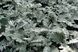 Цинерарія Quicksilver pro-Quicksilver-10000seed фото 1