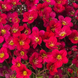 Камнеломка Lofty Dark Rose Shades LoftyDarkRoseSh-10 фото 2