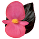 Бегонія BIG DeluXXe F1 Rose Espresso New2027 pro-BIGDeluXXeRoseEspresso-500 фото 1