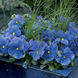 Вiола Delta Pro F1 Clear True Blue DeltaProYellowwithRedWing фото 3