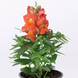 Львиный зев Crackle&Pop Orange Bicolour pro-lvizevcraorabicnew202-1000 фото 2