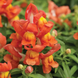 Львиный зев Crackle&Pop Orange Bicolour pro-lvizevcraorabicnew202-1000 фото 1