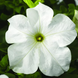 Петунія Tritunia F1 Fresh White TrituniaFreshWhite фото 1