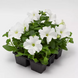 Петунія Tritunia F1 Fresh White TrituniaFreshWhite фото 2