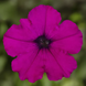 Петунія FlashForward F1 Purple pro-petflaf1pur-1000 фото 1