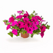 Петунія FlashForward F1 Purple pro-petflaf1pur-1000 фото 2