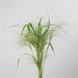 Трава Panicum capillare Frosted Explosion pro-trapancapfroexp-100 фото 3
