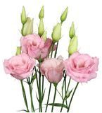 Эустома Mariachi 2 Light Pink Mariachi2LightPink-5 фото