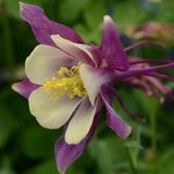 Аквілегія Earlybird Purple Yellow pro-akvearpuryel-100 фото