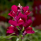 Ротики садові Snaptini F1 Violet SnaptiniViolet фото