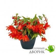 Бегония Funky F1 Orange FunkyOrange фото