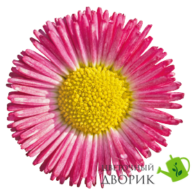 Маргаритка Speedstar Plus Rose pro-marspepluros-1000 фото