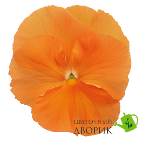 Вiола Inspire DeluXXe F1 Orange pro-InspireDeluXXeO -500 фото