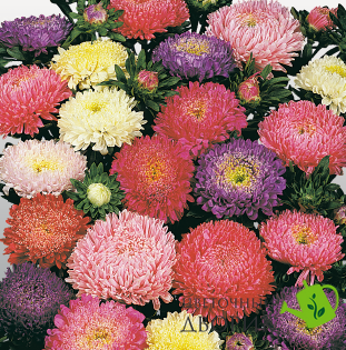 Астра Matador Mix pro-astmatmix-500 фото