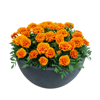 Тагетес Super Hero Orange Flame pro-tagsupherorafla-1000 фото