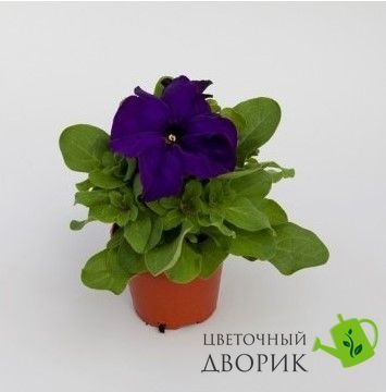 Петунiя Espresso Grande F1 Blue pro-EspressoGrandeBlue-1000 фото