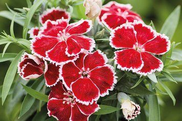 Гвоздика Diana Scarlet Bicolor pro-DianaScarletBicolor1000 фото