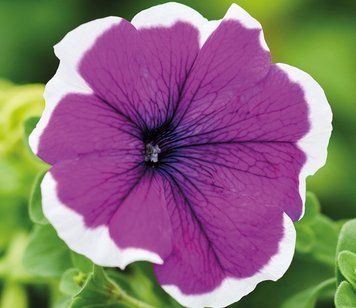 Петунiя Limbo F1 Violet Picotee pro-LimboVioletPicotee-1000s фото