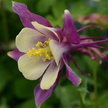 Аквілегія Earlybird Purple Yellow pro-akvearpuryel-100 фото
