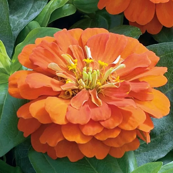 Циннiя Short Stuff Orange pro-cinshostuora-1000 фото