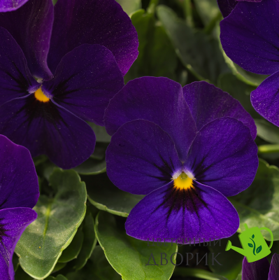 Виола рогатая Admire F1 Deep Blue pro-viorogadmf1deeblu-1000 фото
