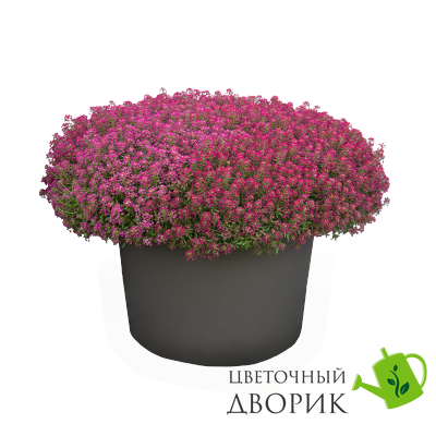 Алиссум Wonderland Deep Rose WonderlandDeepRose фото
