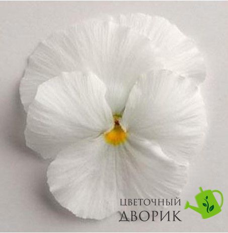 Виола Spring Matrix F1 White pro-SpringMatrixWhite-1000 фото