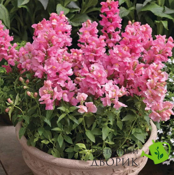 Львиный зев Crackle&Pop Pink pro-lvizevcrapinnew202-1000 фото